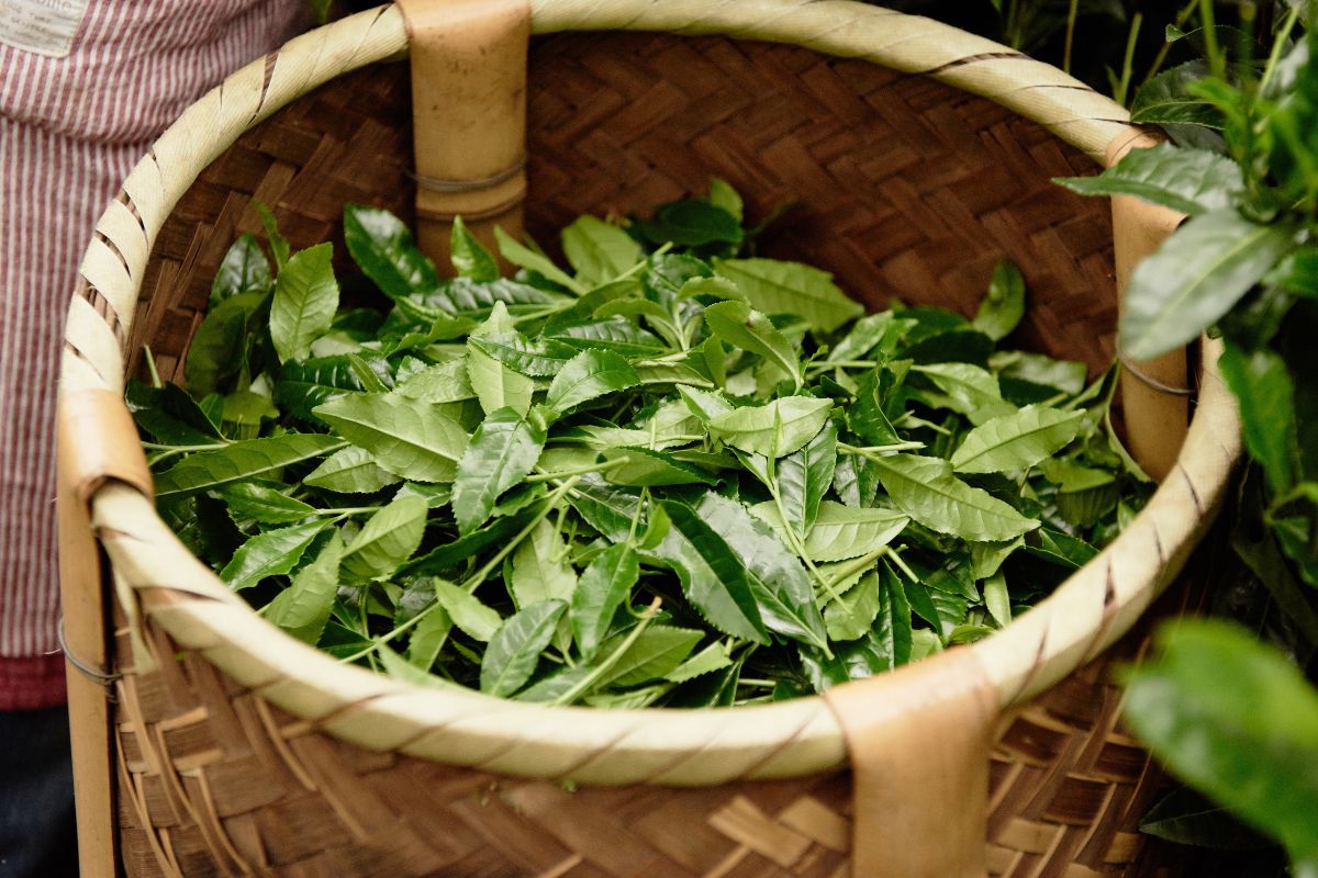 Tencha leaves in a basquet