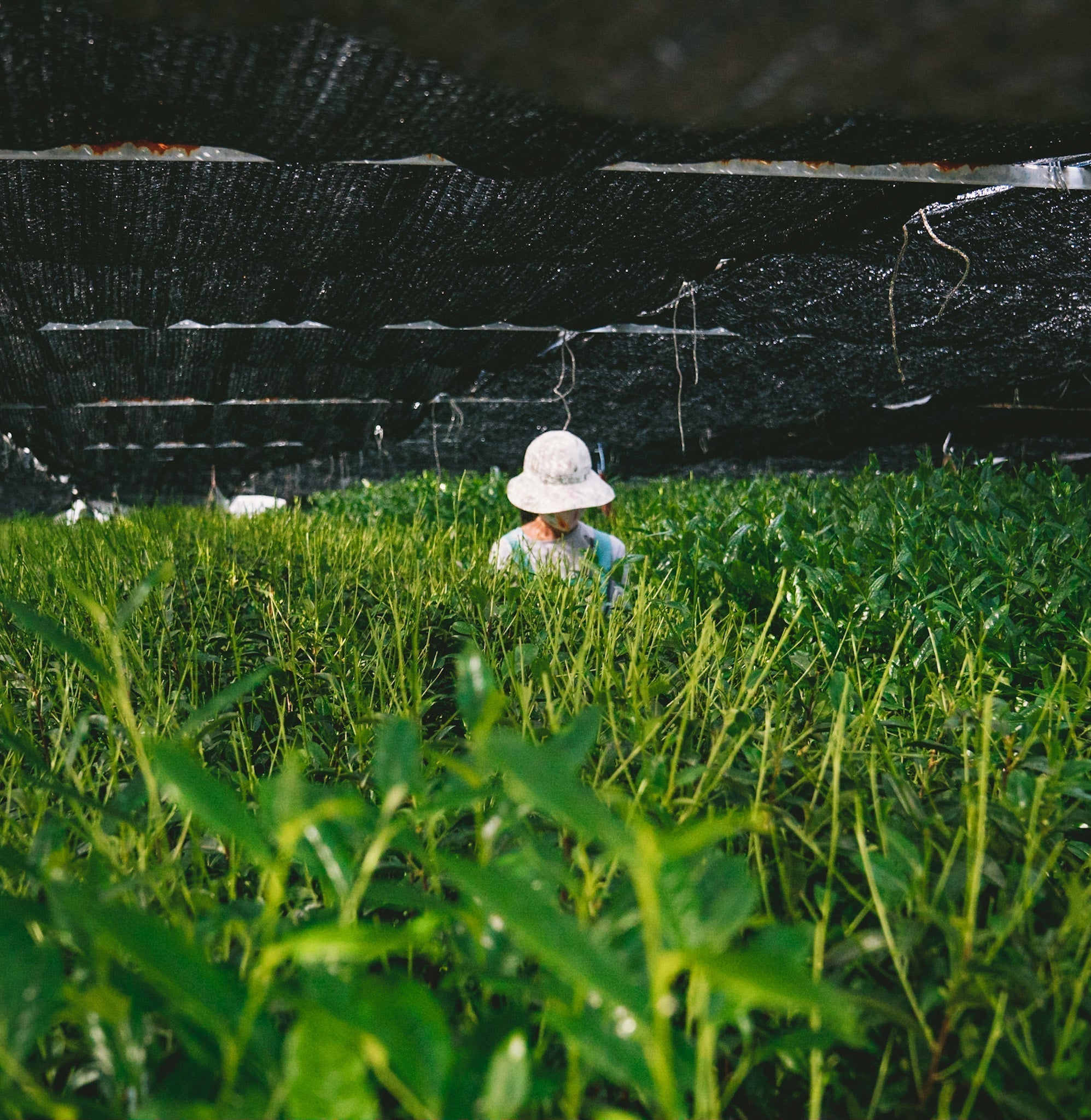 A woman in a matcha farm