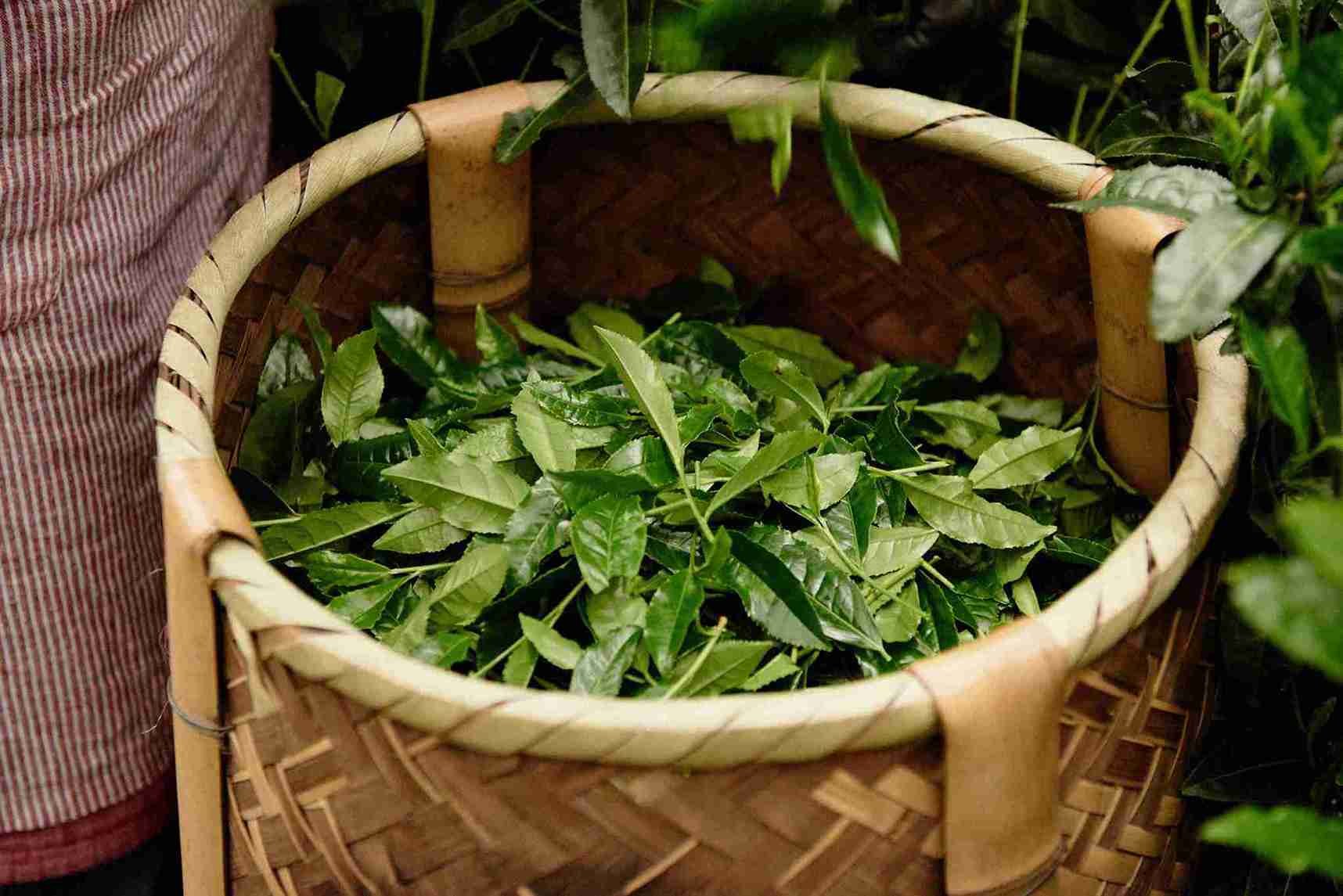 Tencha leaves in a basquet