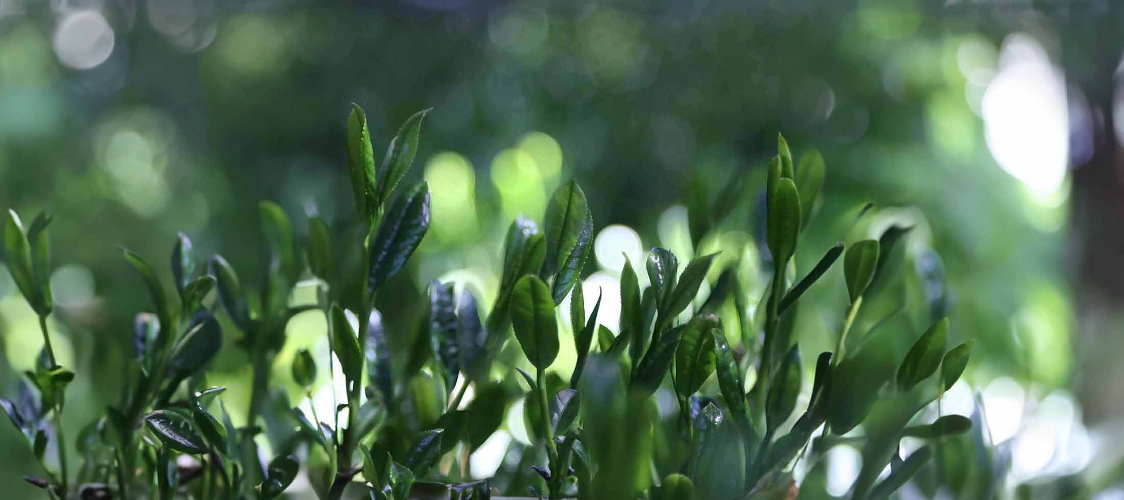 Matcha leaves