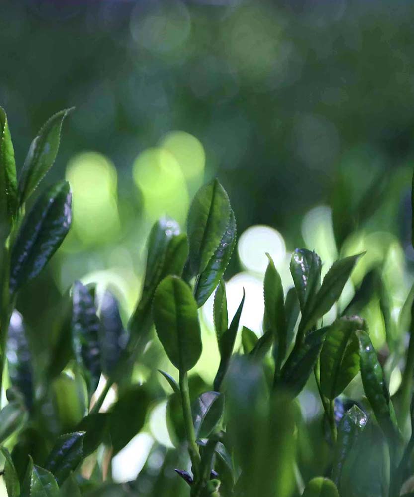 Tencha leaves