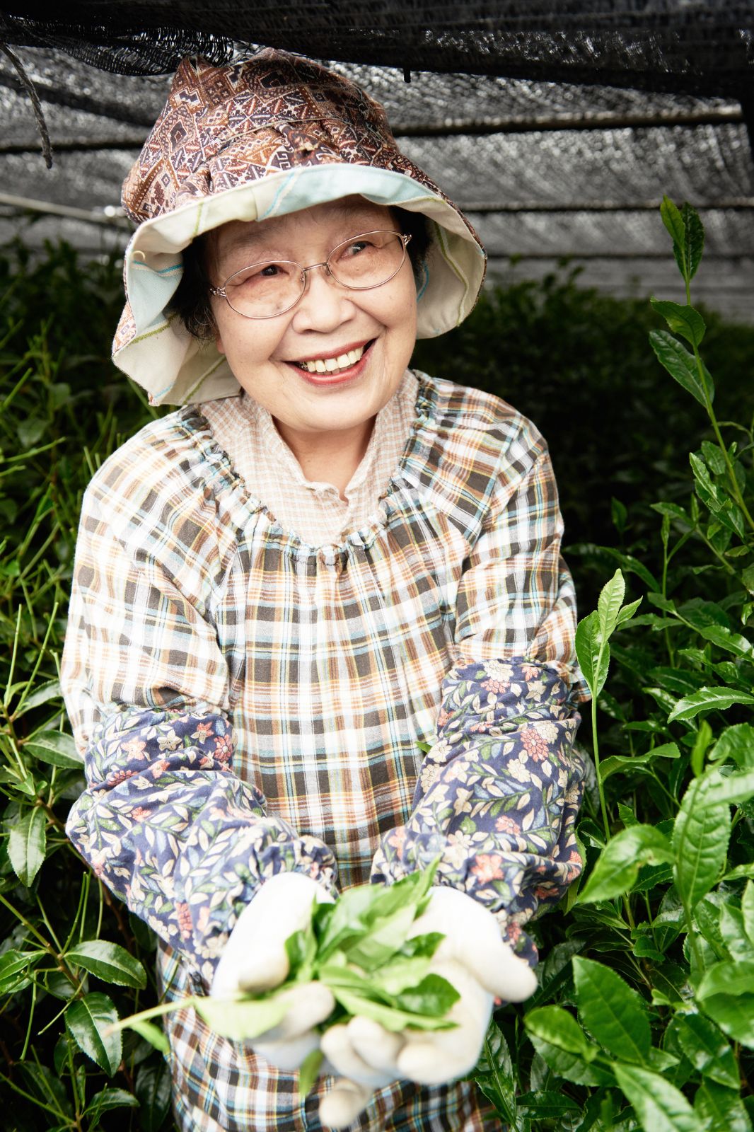 Japanese woman holding matcha leaves