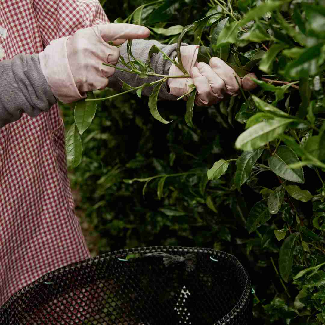 Farmer grabbing tencha leafs