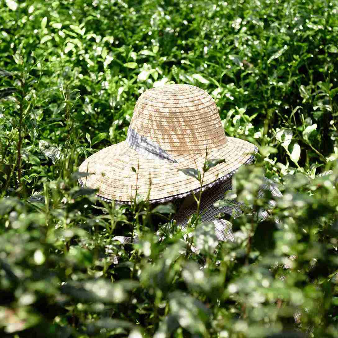 a timber hat on top of tencha leaves