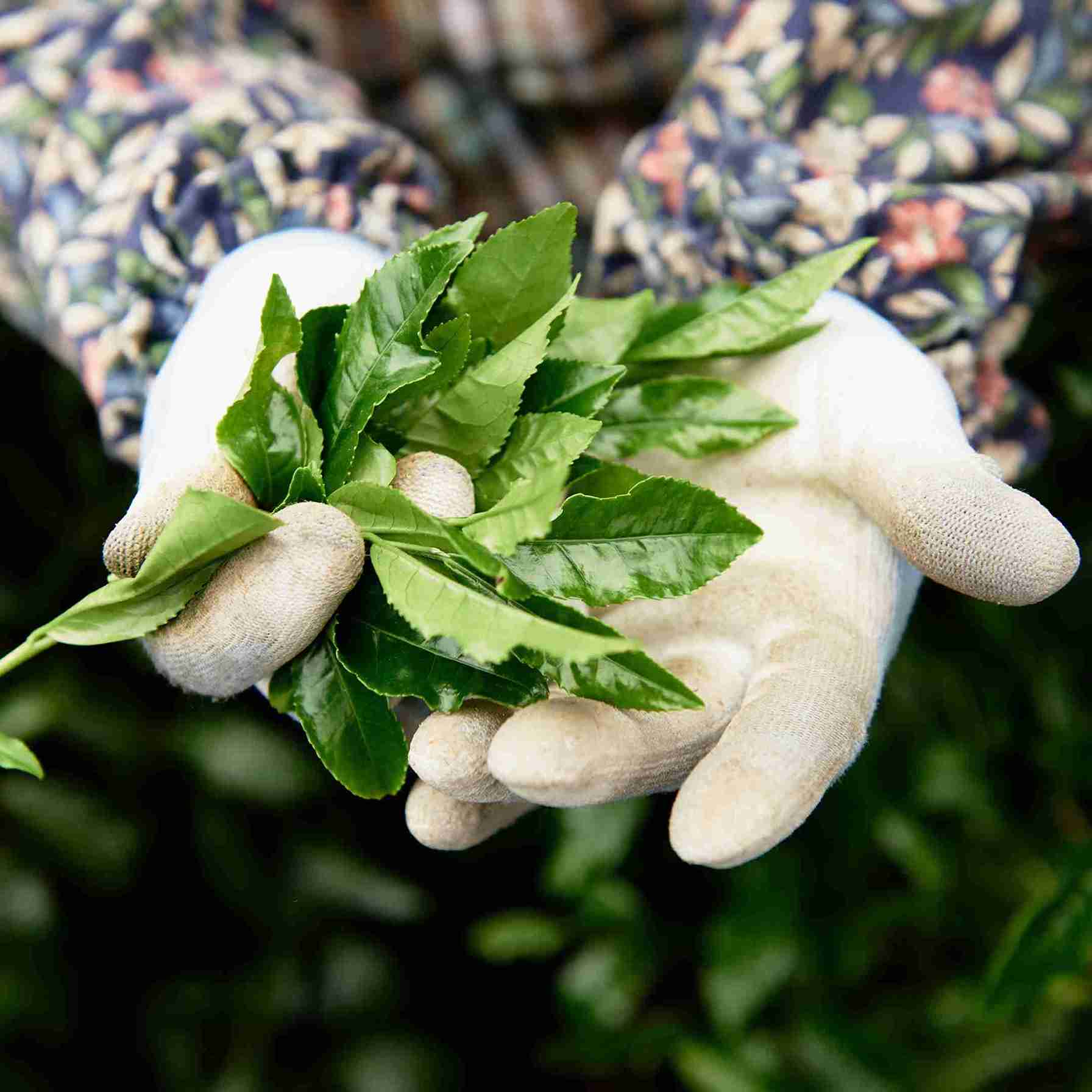 Farmer with a bunch of tencha leafs in her hands