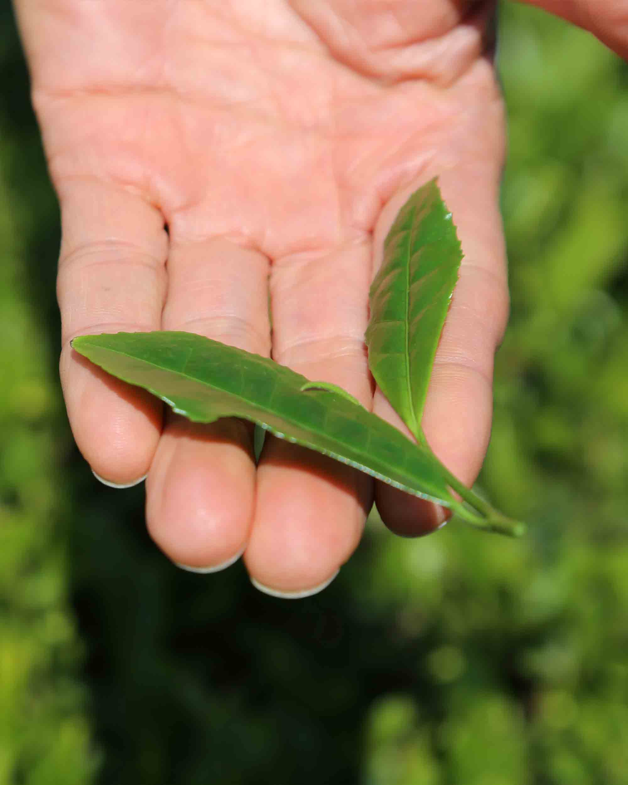 Tencha leaves on top of a hand