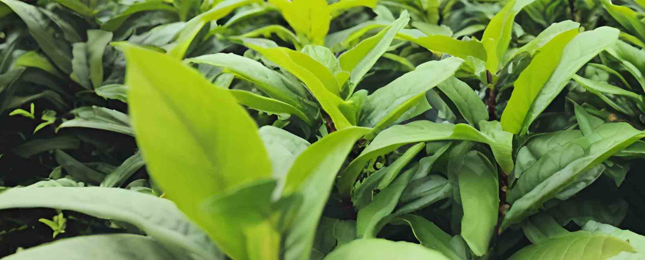 Tencha farm