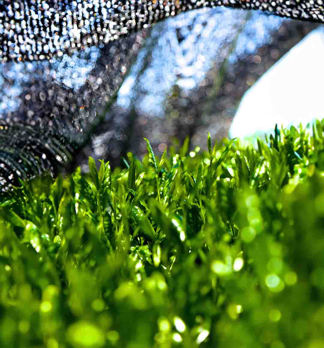 Matcha leaves close-up in a farm