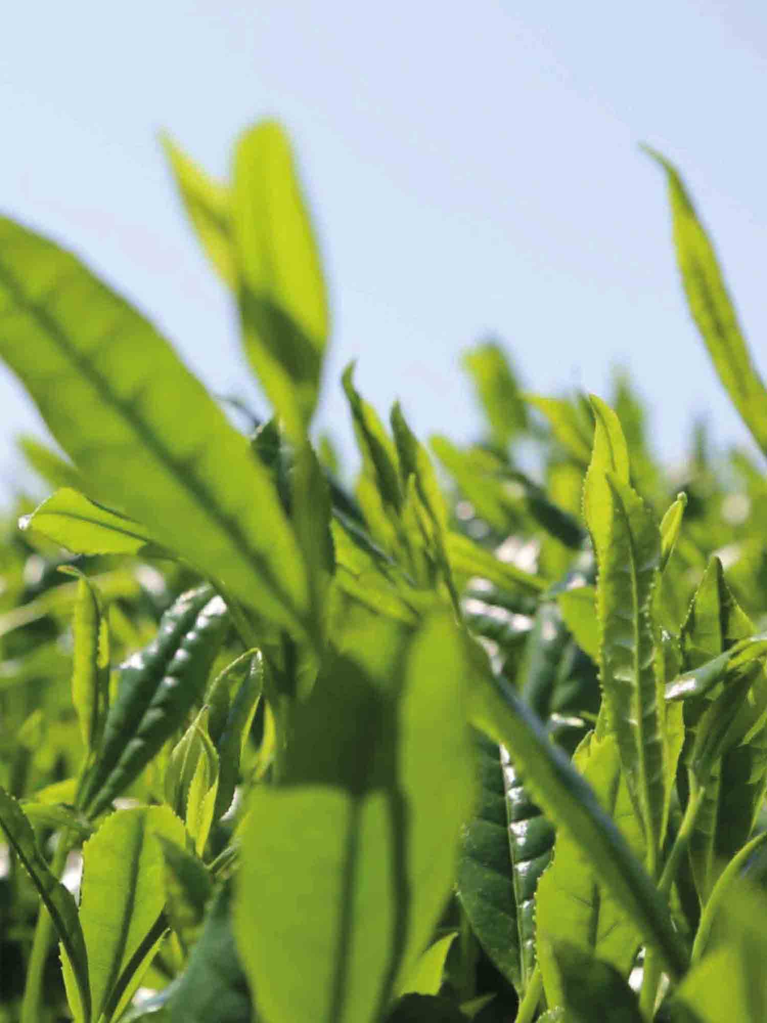 Tencha leaves